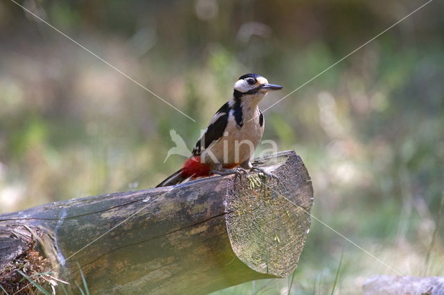 Grote Bonte Specht (Dendrocopos major)