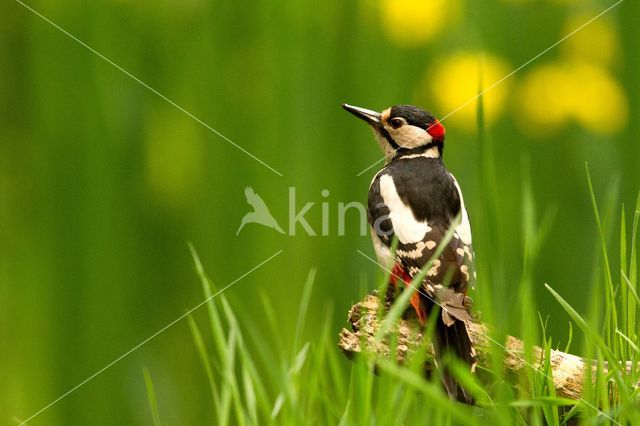 Great Spotted Woodpecker (Dendrocopos major)