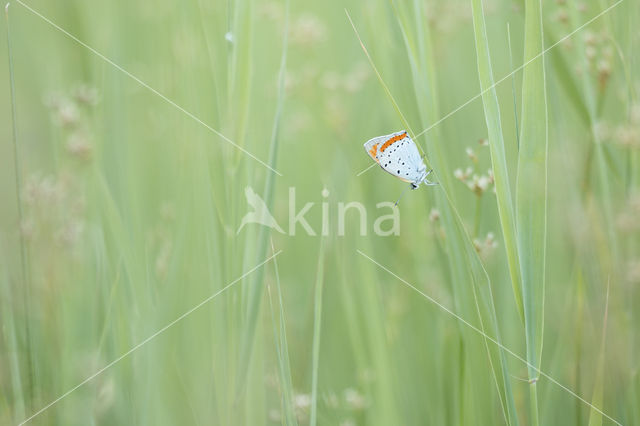 Grote vuurvlinder (Lycaena dispar)