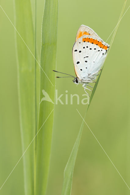 Grote vuurvlinder (Lycaena dispar)