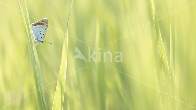 Grote vuurvlinder (Lycaena dispar)