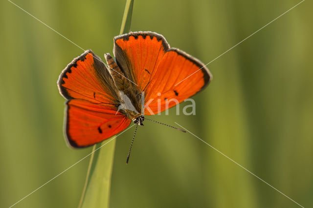 Grote vuurvlinder (Lycaena dispar)