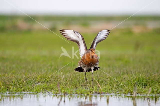 Grutto (Limosa limosa)