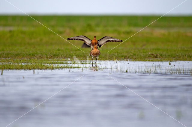 Grutto (Limosa limosa)