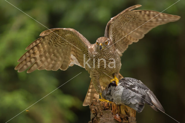 Havik (Accipiter gentilis)