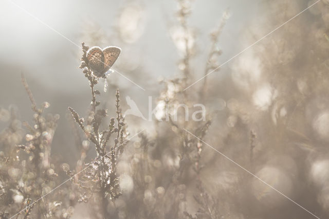 Heideblauwtje (Plebejus argus)