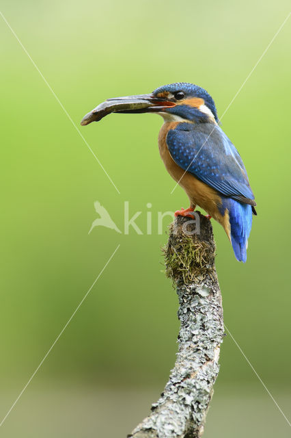 IJsvogel (Alcedo atthis)