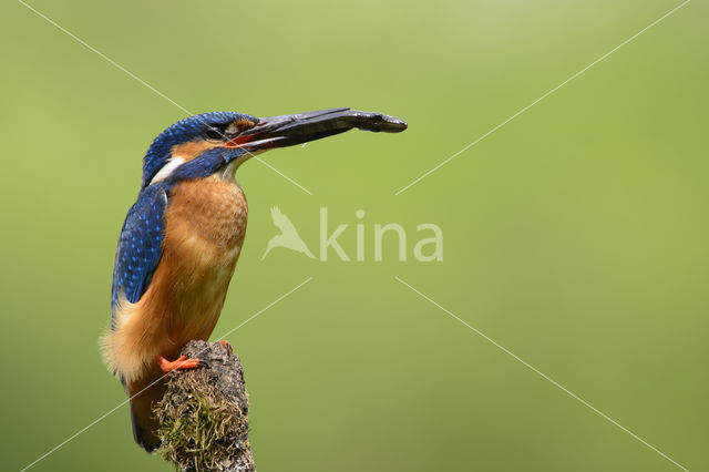 IJsvogel (Alcedo atthis)