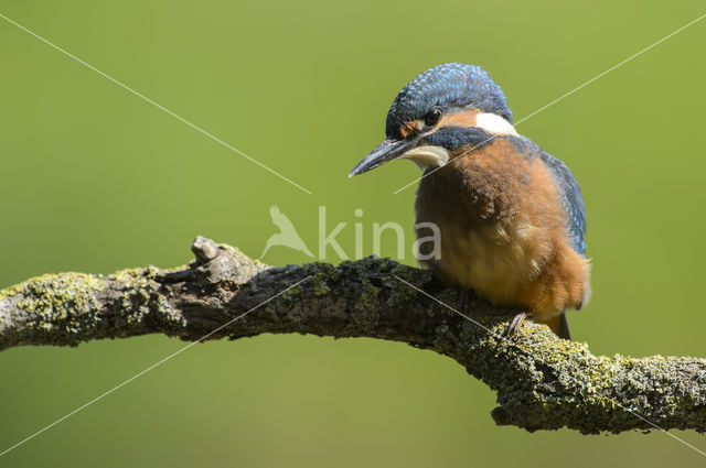 IJsvogel (Alcedo atthis)