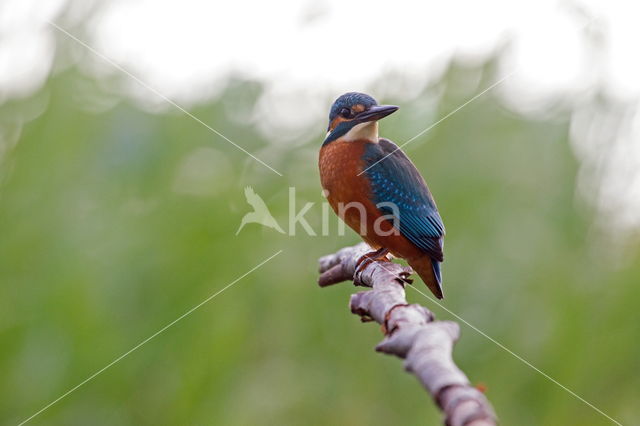 IJsvogel (Alcedo atthis)