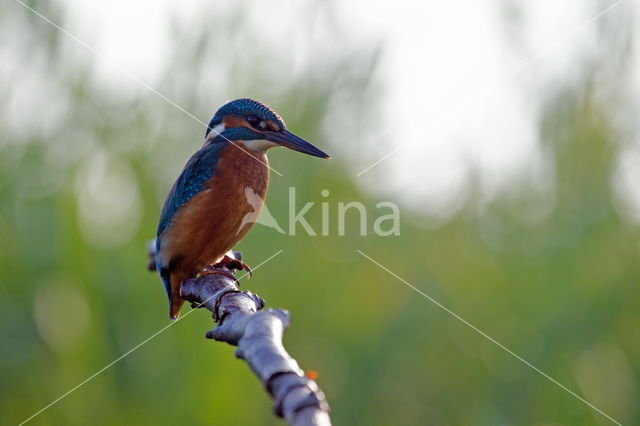 IJsvogel (Alcedo atthis)