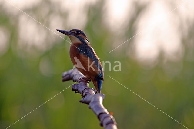 IJsvogel (Alcedo atthis)