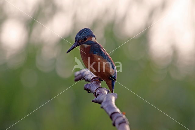 IJsvogel (Alcedo atthis)