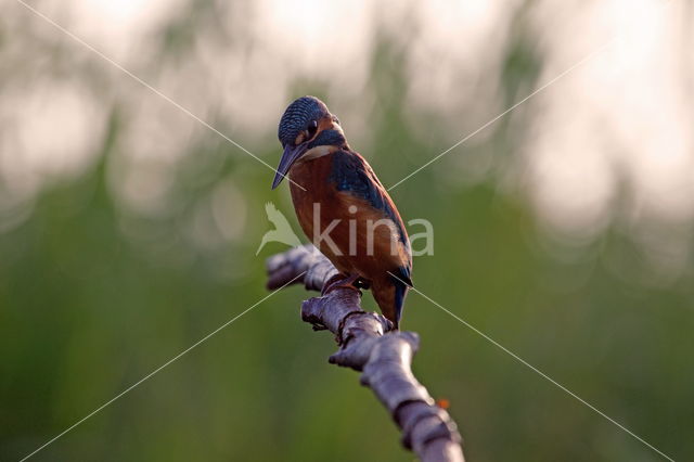 IJsvogel (Alcedo atthis)