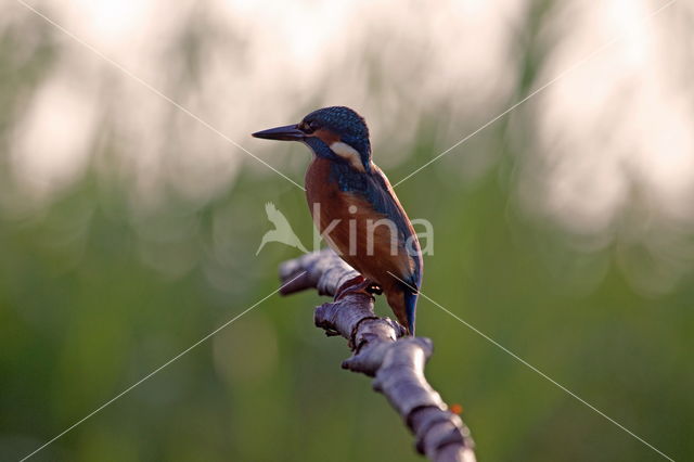 IJsvogel (Alcedo atthis)