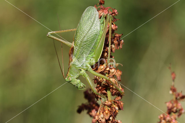 Kleine groene sabelsprinkhaan (Tettigonia cantans)