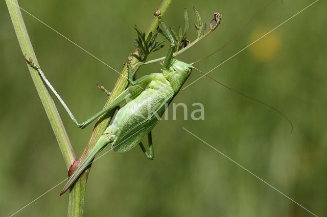 Kleine groene sabelsprinkhaan (Tettigonia cantans)