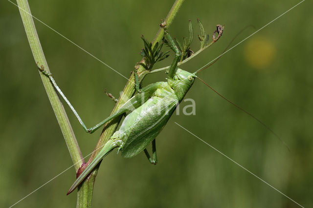 Kleine groene sabelsprinkhaan (Tettigonia cantans)