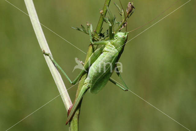 Kleine groene sabelsprinkhaan (Tettigonia cantans)