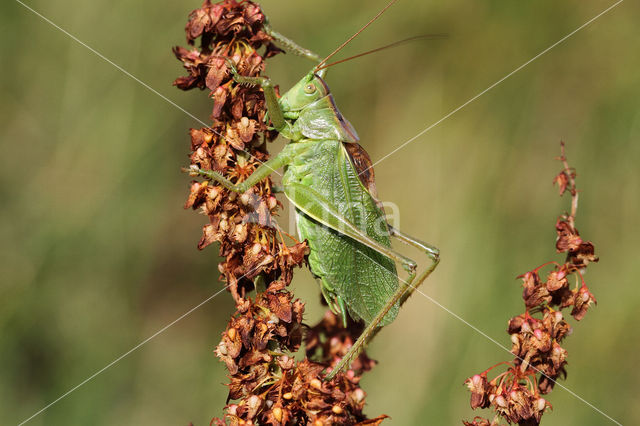 Upland Green Bush-cricket (Tettigonia cantans)