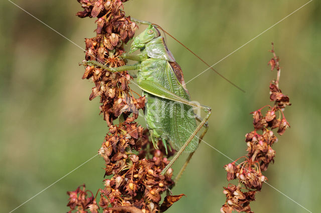 Kleine groene sabelsprinkhaan (Tettigonia cantans)