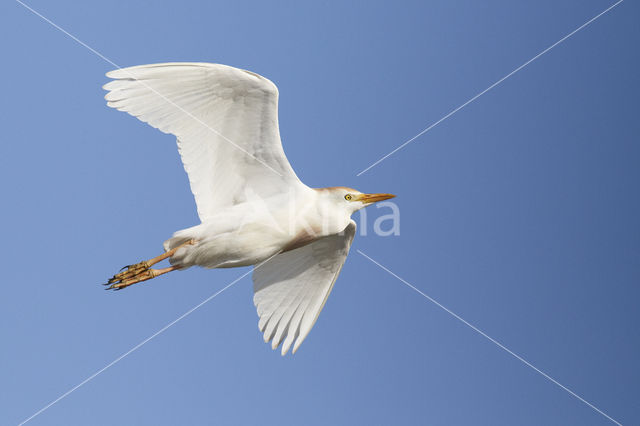 Koereiger (Bubulcus ibis)