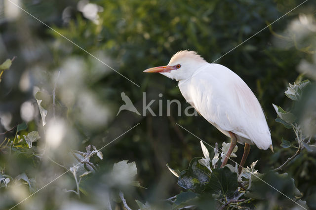 Koereiger (Bubulcus ibis)