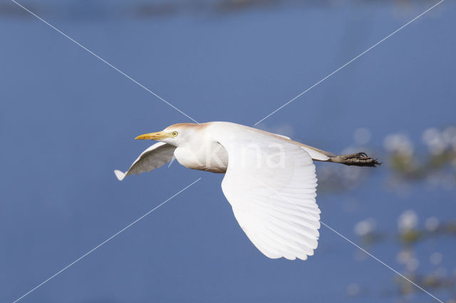 Koereiger (Bubulcus ibis)