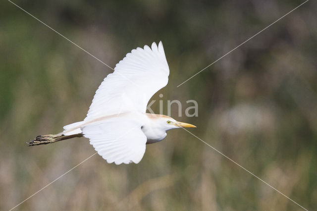 Koereiger (Bubulcus ibis)