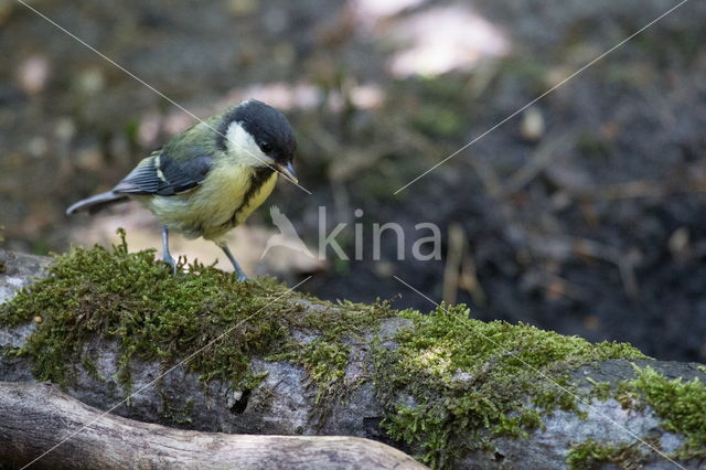 Koolmees (Parus major)