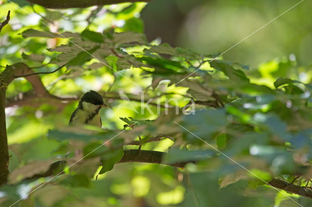 koolmees (Parus major minor)