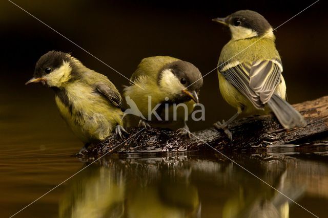 Koolmees (Parus major)