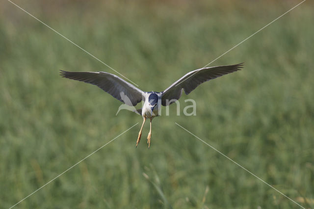 Kwak (Nycticorax nycticorax)