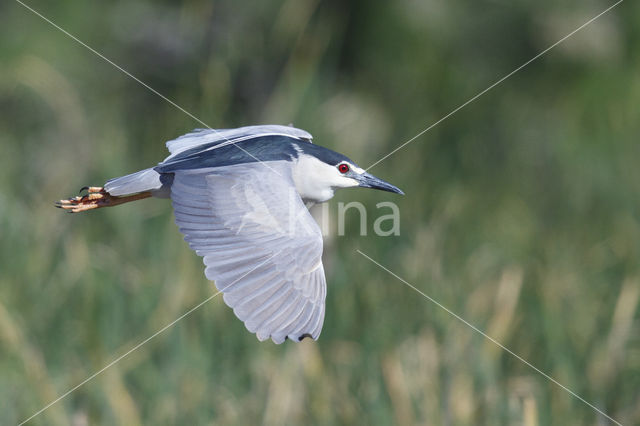 Kwak (Nycticorax nycticorax)