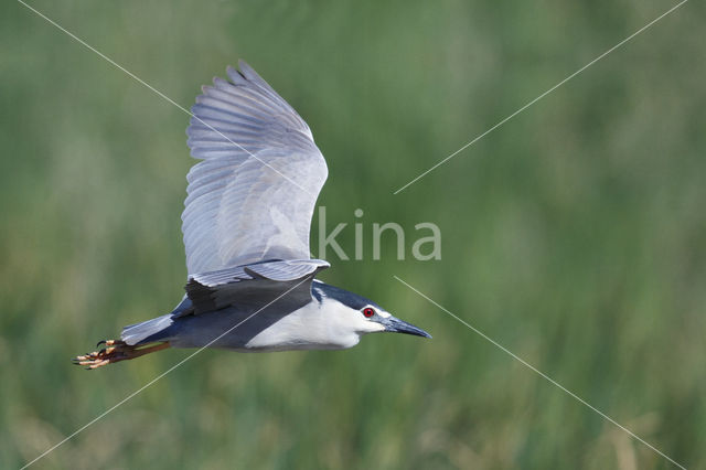 Kwak (Nycticorax nycticorax)