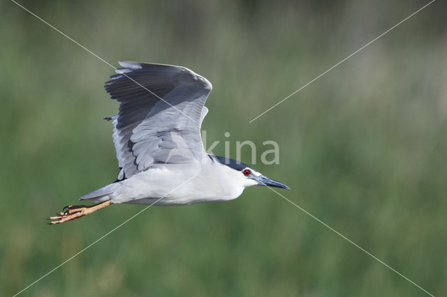 Kwak (Nycticorax nycticorax)