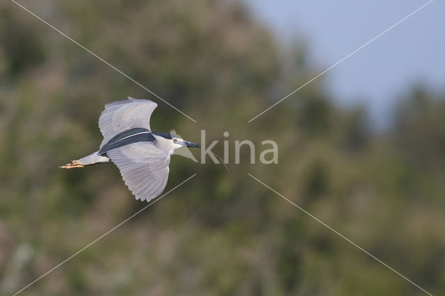 Kwak (Nycticorax nycticorax)