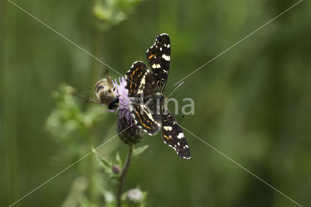 Landkaartje (Araschnia levana)