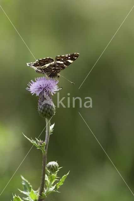 Landkaartje (Araschnia levana)