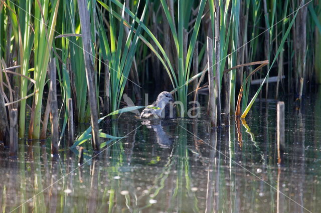 Meerkoet (Fulica atra)