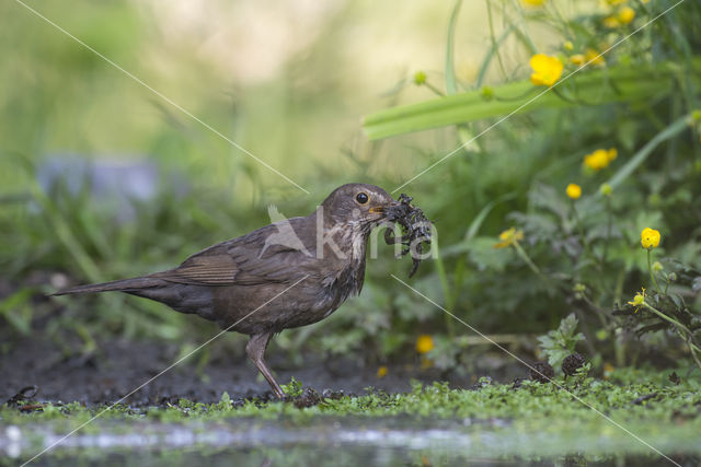 Merel (Turdus merula)