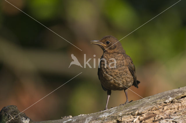 Merel (Turdus merula)