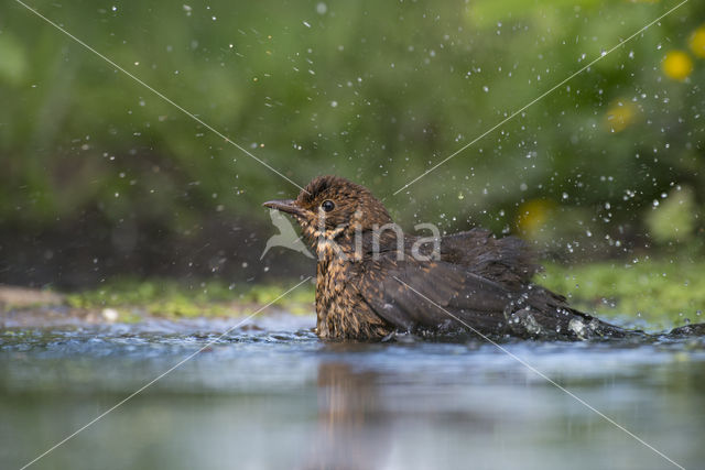 Merel (Turdus merula)