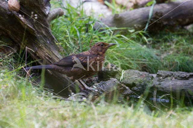 Merel (Turdus merula)