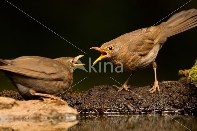 Merel (Turdus merula)