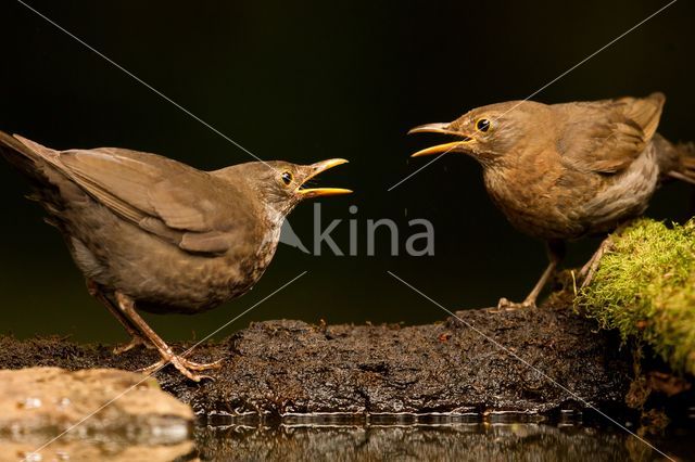 Merel (Turdus merula)