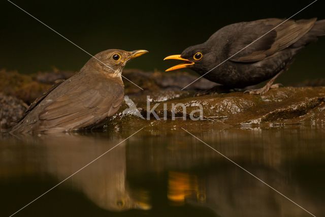 Eurasian Blackbird (Turdus merula)