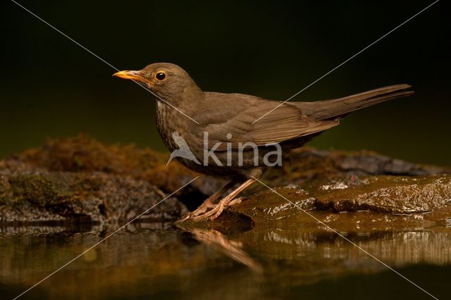 Merel (Turdus merula)