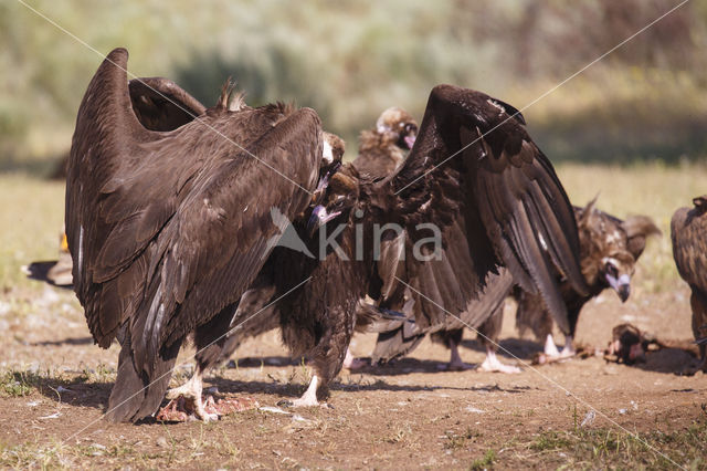 Monniksgier (Aegypius monachus)