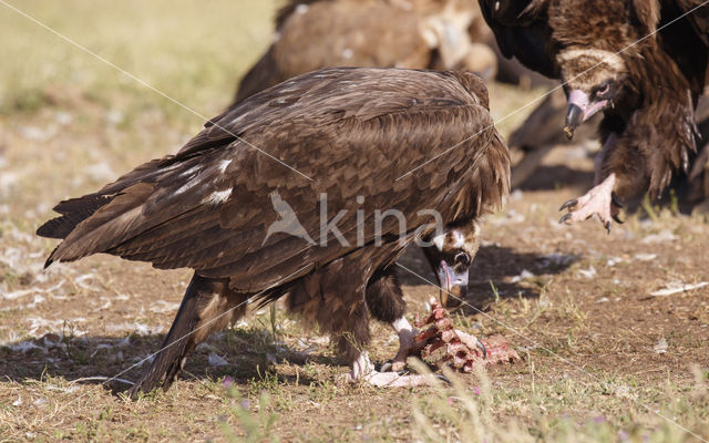 Monniksgier (Aegypius monachus)